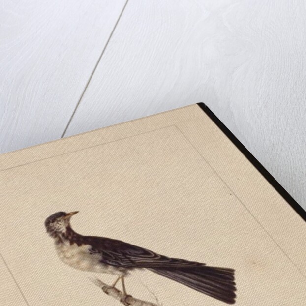 Page 29. Port Jackson Thrush. Now known as a Grey thrush spotted quail thrush?, c.1789-90 by Sarah Stone