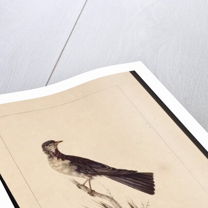 Page 29. Port Jackson Thrush. Now known as a Grey thrush spotted quail thrush?, c.1789-90 by Sarah Stone