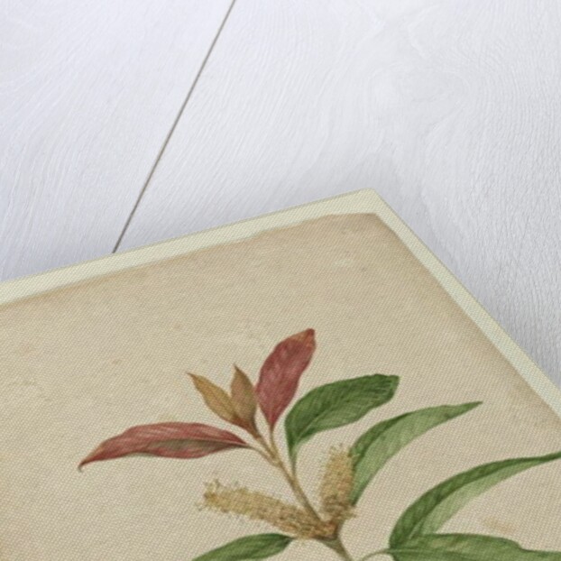 Xylomelum pyriforme, c.1803-06 by John William Lewin