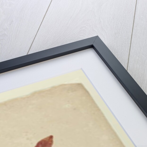 Xylomelum pyriforme, c.1803-06 by John William Lewin