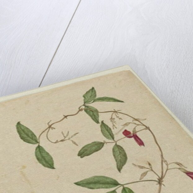 Kennedia rubicunda, c.1803-06 by John William Lewin