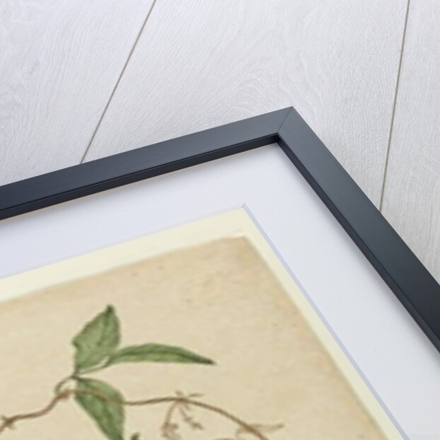 Kennedia rubicunda, c.1803-06 by John William Lewin