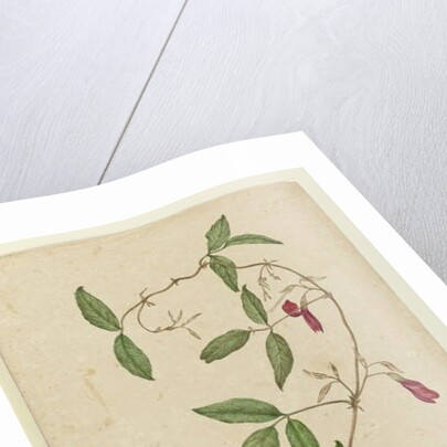 Kennedia rubicunda, c.1803-06 by John William Lewin