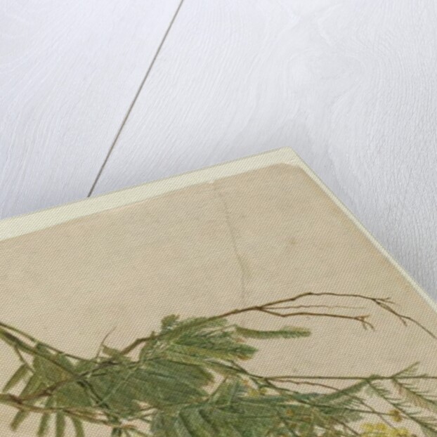 Acacia, 1805 by John William Lewin