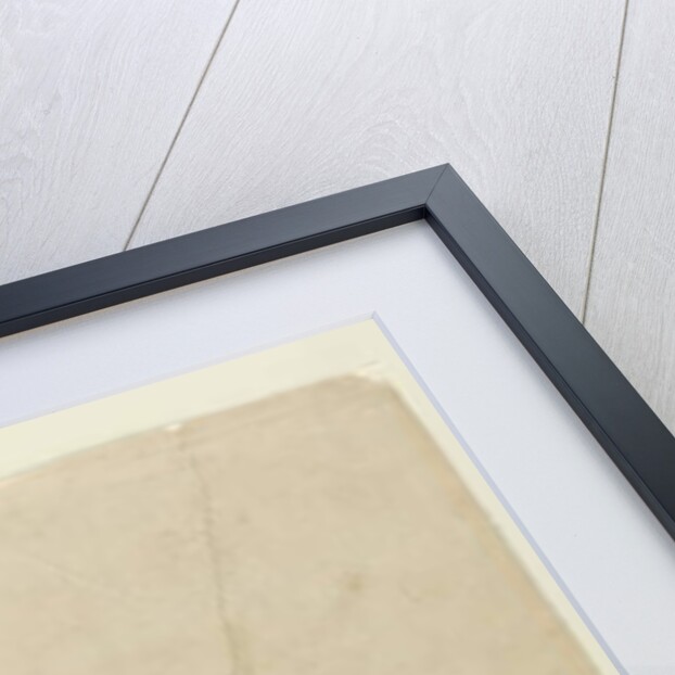 Acacia, 1805 by John William Lewin