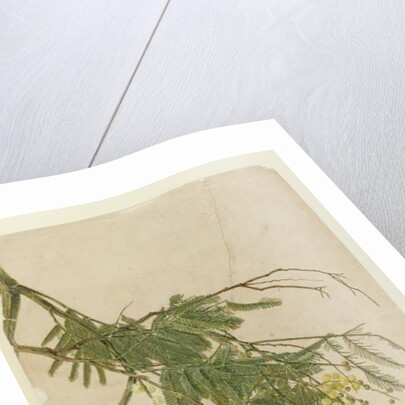 Acacia, 1805 by John William Lewin