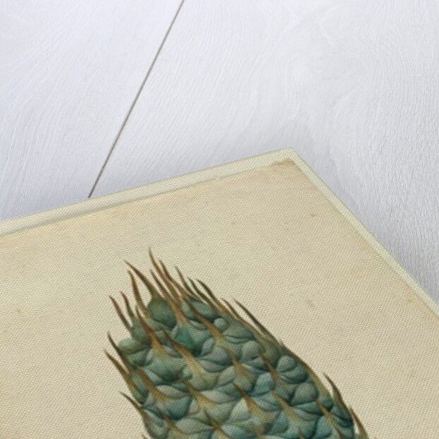 Macrozamia, c.1803-06 by John William Lewin