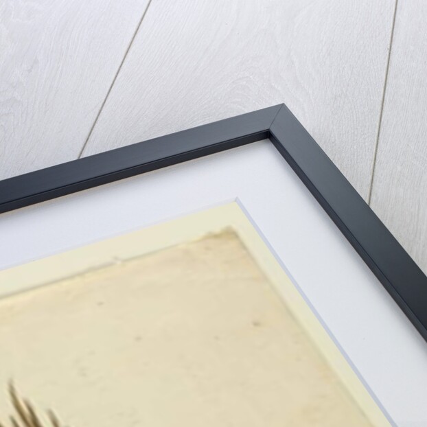 Macrozamia, c.1803-06 by John William Lewin