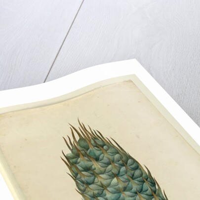 Macrozamia, c.1803-06 by John William Lewin