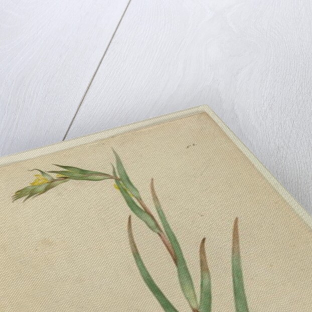 l. Phylidrum lanuginosum, c.1803-06 by John William Lewin