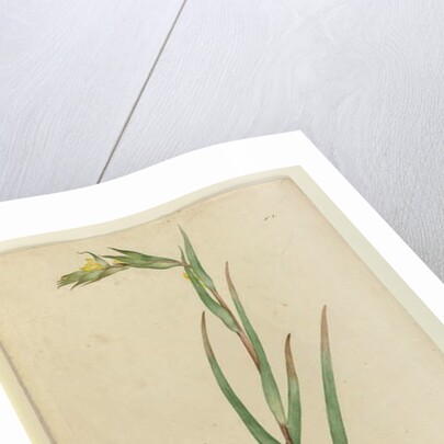 l. Phylidrum lanuginosum, c.1803-06 by John William Lewin