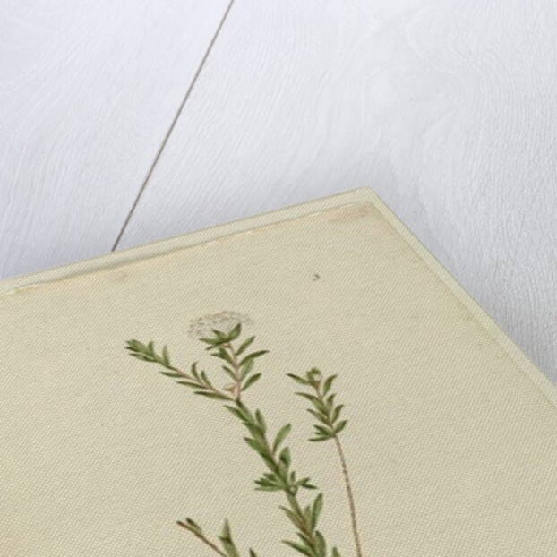 Page 3. Pimelea linifolia, c.1803-06 by John William Lewin