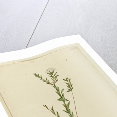 Page 3. Pimelea linifolia, c.1803-06 by John William Lewin