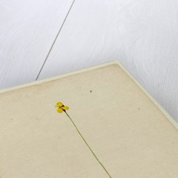 Page 6. Xyris operculata, c.1803-06 by John William Lewin