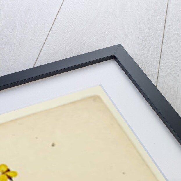 Page 6. Xyris operculata, c.1803-06 by John William Lewin