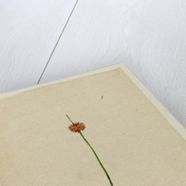 Page 7. Scirpus nodosus, c.1803-06 by John William Lewin