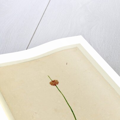 Page 7. Scirpus nodosus, c.1803-06 by John William Lewin