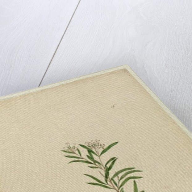 Page 15. Grevillea sericea, c.1803-06 by John William Lewin