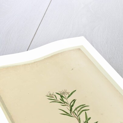 Page 15. Grevillea sericea, c.1803-06 by John William Lewin