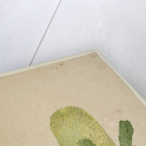 Page 19. Banksia serrata, c.1803-06 by John William Lewin