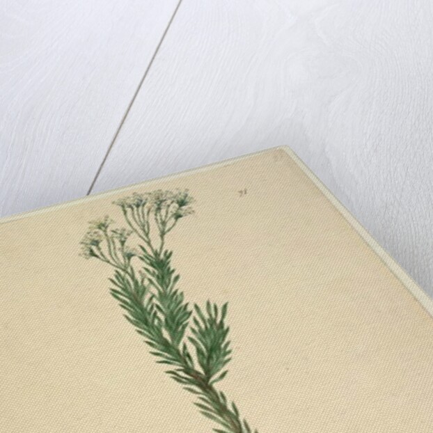 Page 21. Conospermum ericifolium, c.1803-06 by John William Lewin