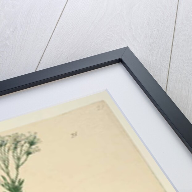 Page 21. Conospermum ericifolium, c.1803-06 by John William Lewin