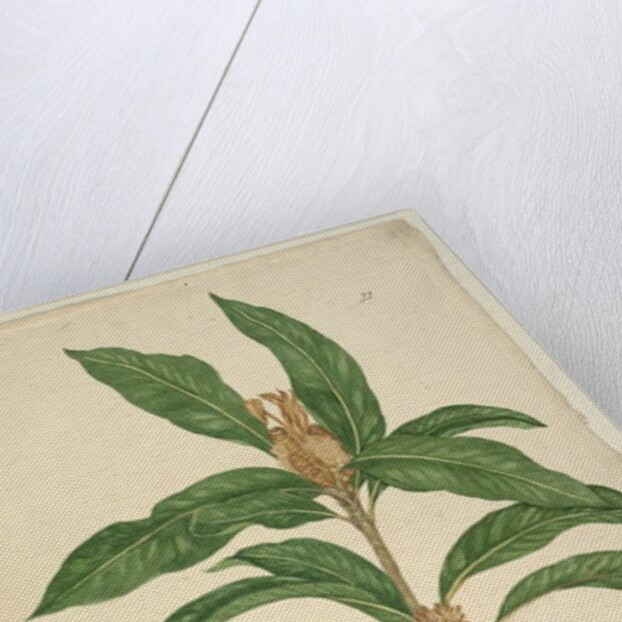 Page 22. Xylomelum pyriforme, c.1803-06 by John William Lewin