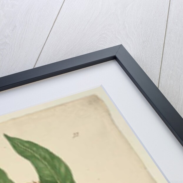 Page 22. Xylomelum pyriforme, c.1803-06 by John William Lewin