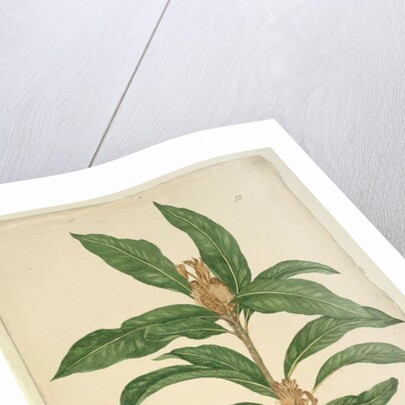 Page 22. Xylomelum pyriforme, c.1803-06 by John William Lewin