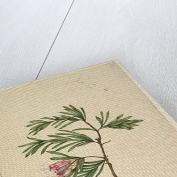 Page 23. Lambertia formosa, c.1803-06 by John William Lewin