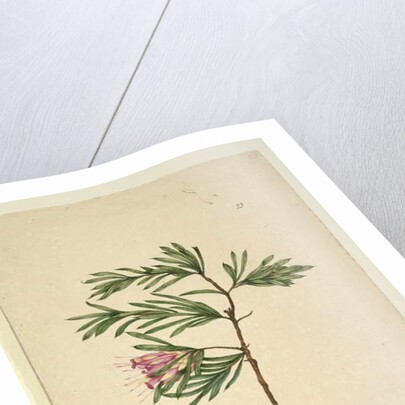 Page 23. Lambertia formosa, c.1803-06 by John William Lewin