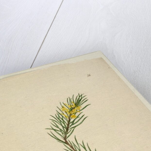 Page 26. Persoonia linearis, c.1803-06 by John William Lewin