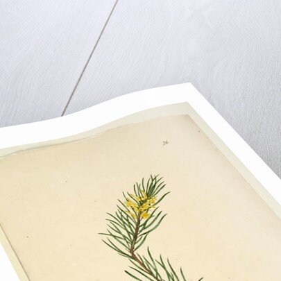 Page 26. Persoonia linearis, c.1803-06 by John William Lewin