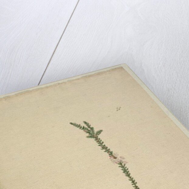 Page 28. Epacris sparsa, c.1803-06 by John William Lewin