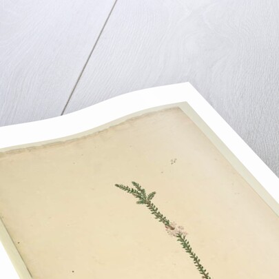 Page 28. Epacris sparsa, c.1803-06 by John William Lewin