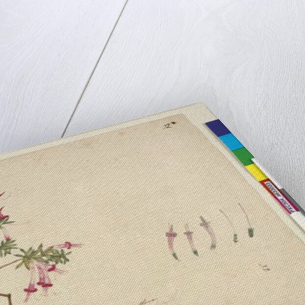 Page 32. Styphelia tubiflora, c.1803-06 by John William Lewin