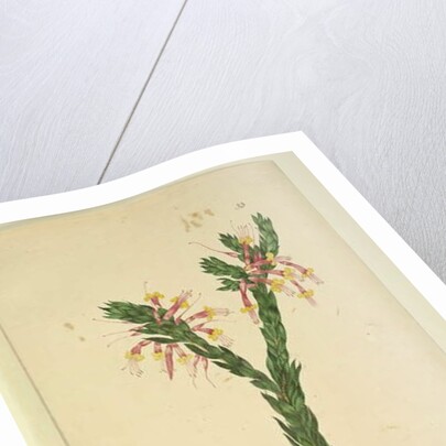 Page 33. Styphelia triflora, c.1803-06 by John William Lewin