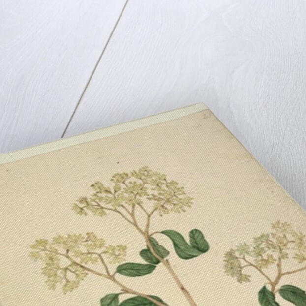 Page 41. Pomaderris lanigera, c.1803-06 by John William Lewin