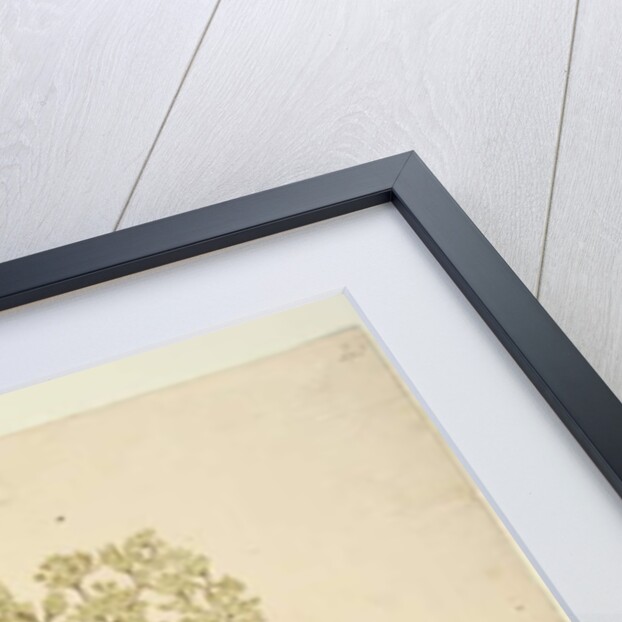 Page 41. Pomaderris lanigera, c.1803-06 by John William Lewin