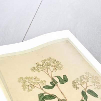 Page 41. Pomaderris lanigera, c.1803-06 by John William Lewin