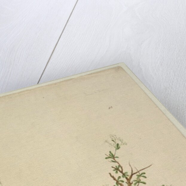 Page 42. Bursaria spinosa, c.1803-06 by John William Lewin