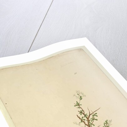 Page 42. Bursaria spinosa, c.1803-06 by John William Lewin