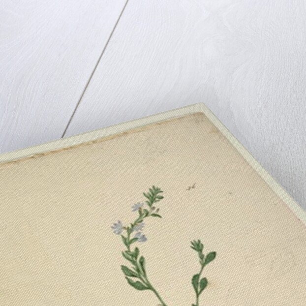 Goodenia laevigata, c.1803-06, Page 46. by John William Lewin