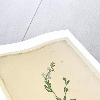 Goodenia laevigata, c.1803-06, Page 46. by John William Lewin