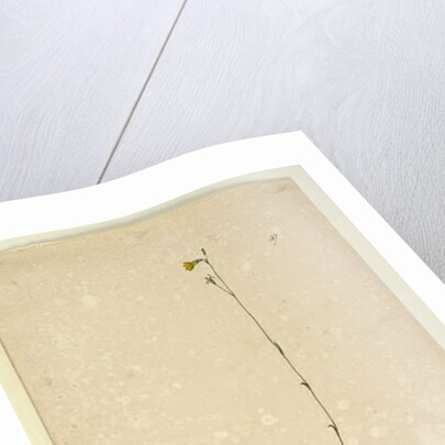 Page 47. Goodenia stelligera, c.1803-06 by John William Lewin