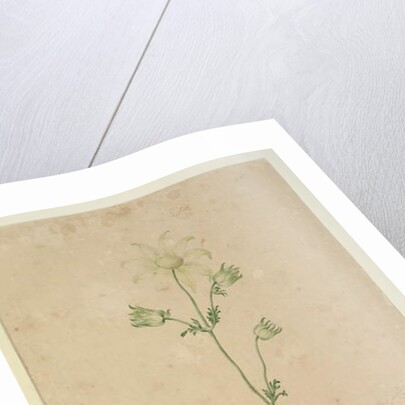 Page 48. Actinotus Helianthi, c.1803-06 by John William Lewin