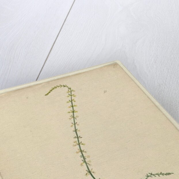 Page 51. Stackhousia, c.1803-06 by John William Lewin