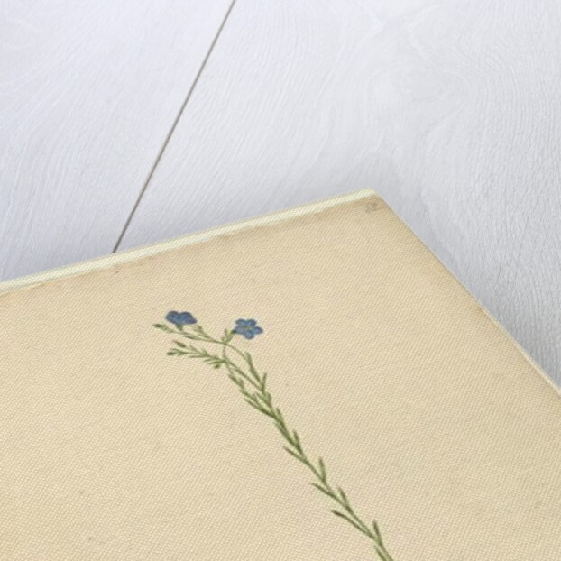 Page 52. Linum marginale, c.1803-06 by John William Lewin