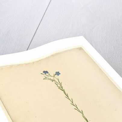 Page 52. Linum marginale, c.1803-06 by John William Lewin