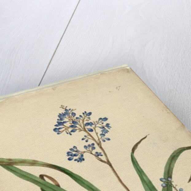 Page 57. Dianella caerulea, c.1803-06 by John William Lewin
